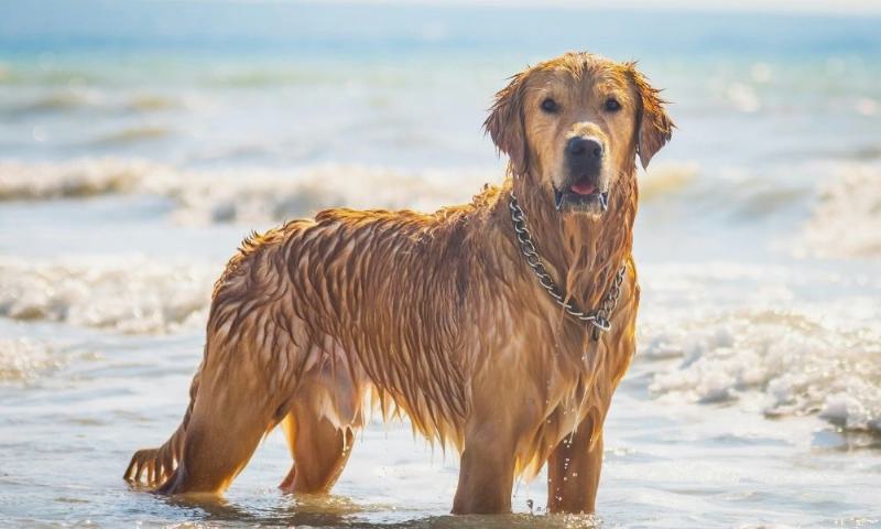 hund-nass-strand-wasser